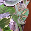 Chameleon moje p�i�erka....